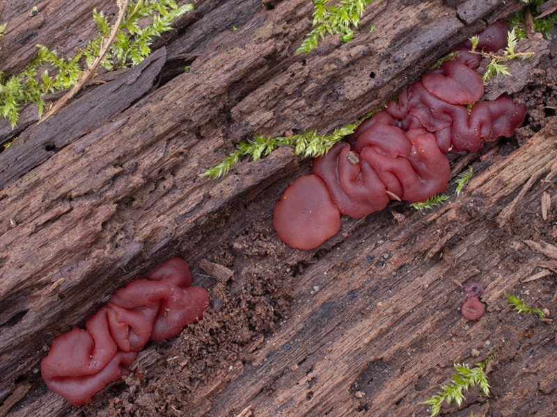 Ascocoryne inflata Ascocoryne inflata